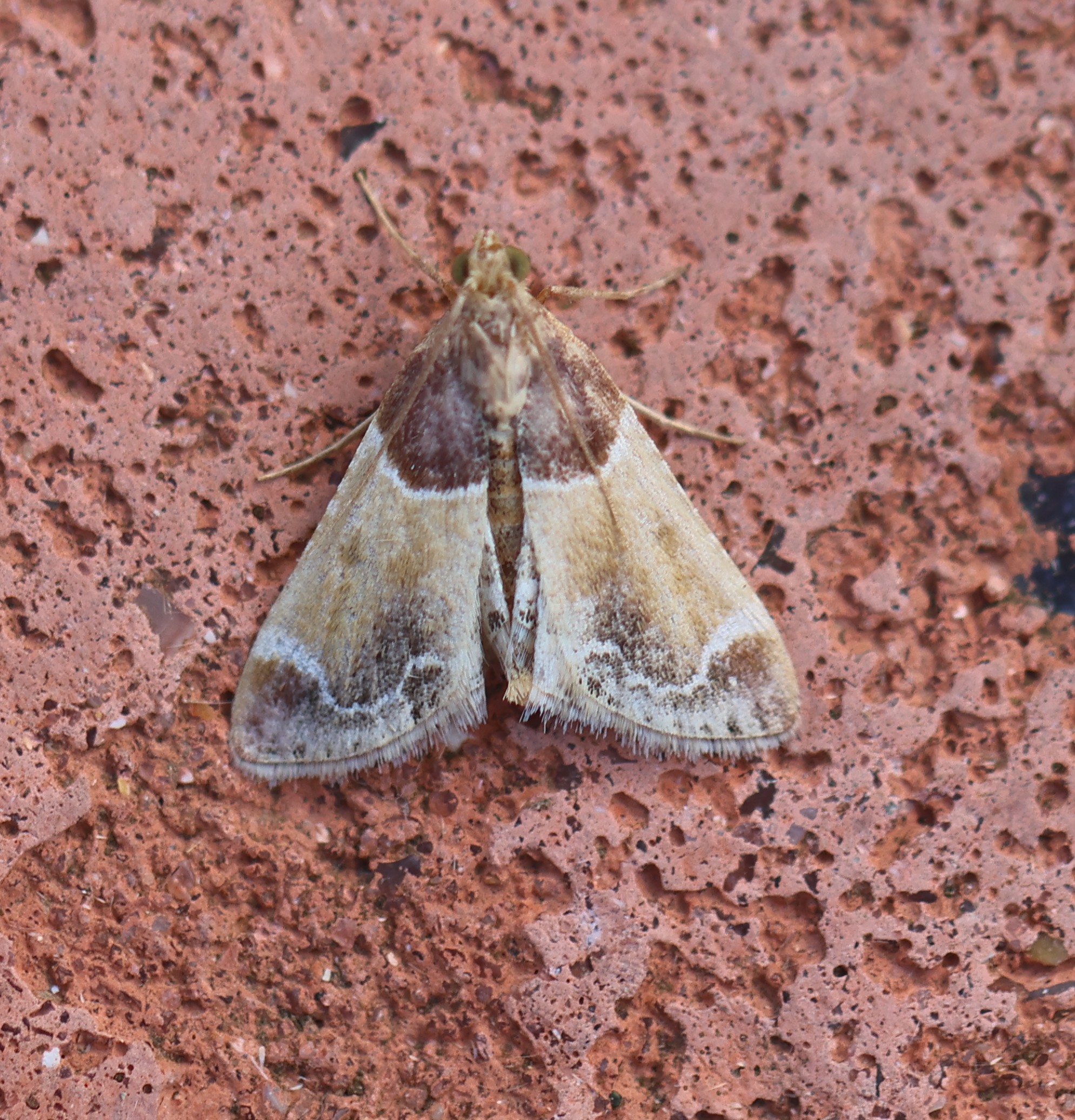Photo of Meal Moth (Pyralis farinalis)